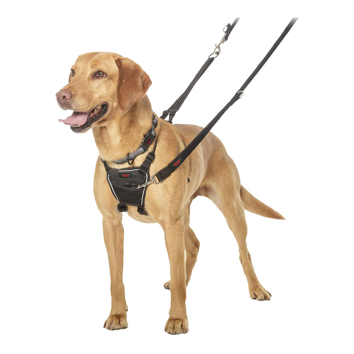 Koiran valjaat 34-56 cm, säädettävä M nylon - keskikokoisille koirille